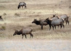 Elk cows